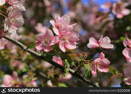 Branches of spring apple tree with beautiful pink flowers, close-up