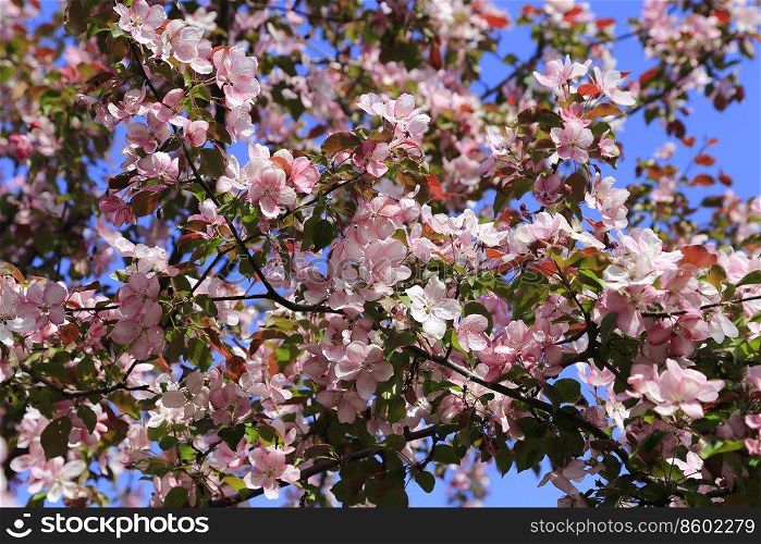 Branches of spring tree with beautiful pink flowers against blue sky background