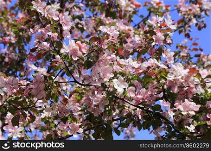 Branches of spring tree with beautiful pink flowers against blue sky background