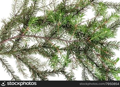 branches of spruce tree on white background