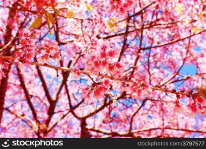 branches of thai sakura tree of thai sakura tree