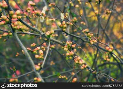 Branches of the bush with pink buds closeup