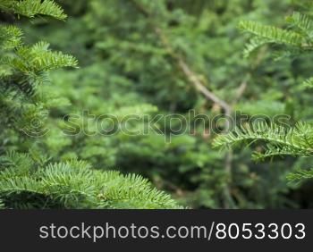 branches of the forest trees closeup. the branches of the tree the background is blurred