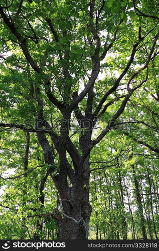 branches of the oak