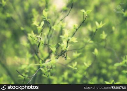 branches of the tree with the young spring leaves closeup
