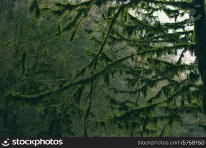 Branches of the trees in the forest covered with moss closeup