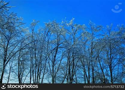 Branches of the trees in the ice against the sky