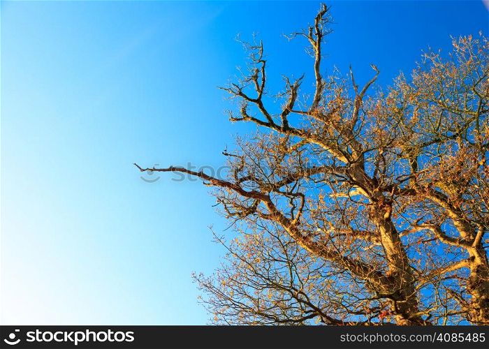 branches of tree against the blue sunny sky. Autumn scenery