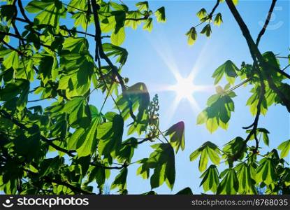 Branches of tree and sun. Nature composition.
