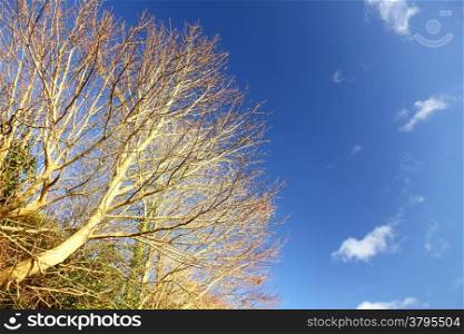 branches of trees against the blue sky. Autumn scenery