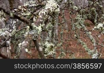 Branches of trees covered with moss.
