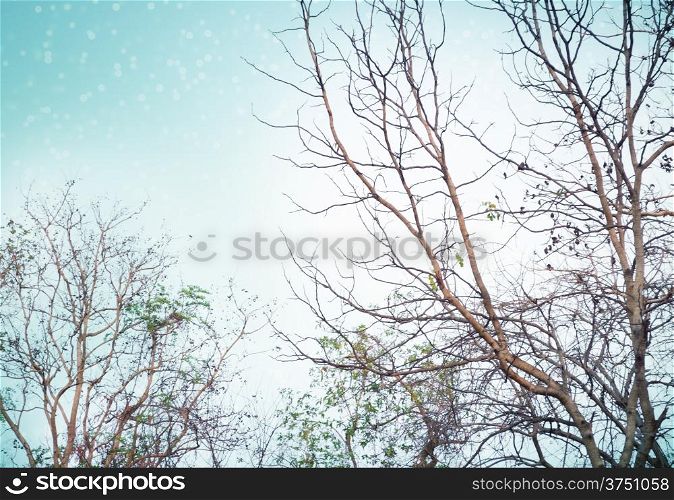 Branches of trees on a snow background.