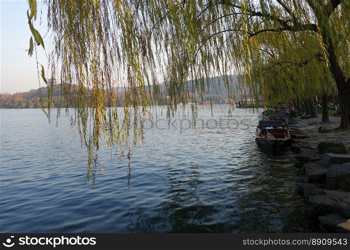 Branches of weeping willow growing on the coast of West Lake. Popular park of Hangzhou city China