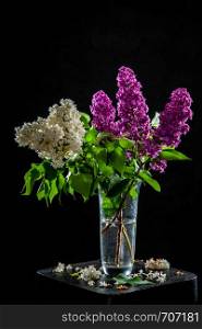 Branches of white and purple lilac in glass vase on black background. Spring branch of blooming lilac on the table with black background. Fallen lilac flowers on the table.