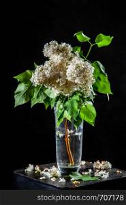 Branches of white lilac in glass vase on black background. Spring branch of blooming lilac on the table with black background. Fallen lilac flowers on the table.