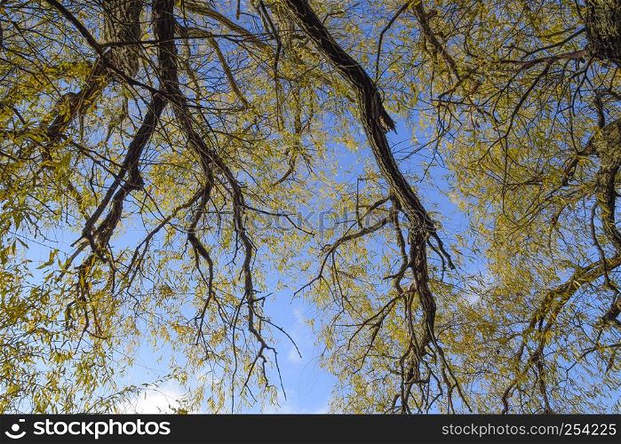 branches of willow against the sky. Yellow leaves. branches of willow against the sky. Yellow leaves.