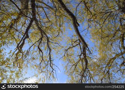 branches of willow against the sky. Yellow leaves. branches of willow against the sky. Yellow leaves.