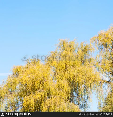 branches of willow weeping in the sky background