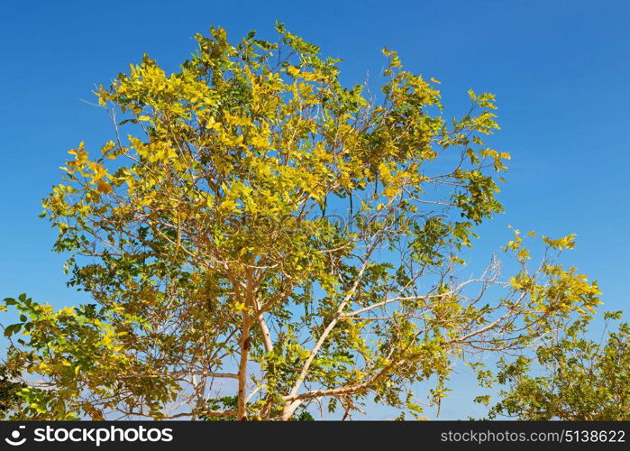 branches of willow weeping in the sky background