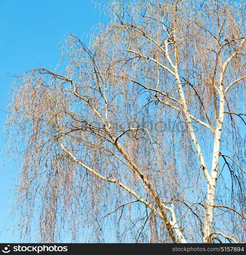 branches of willow weeping in the sky background