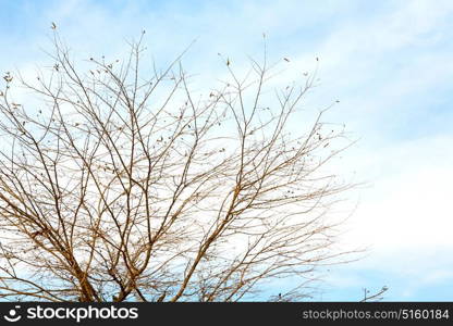 branches of willow weeping in the sky background