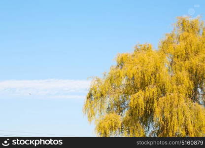 branches of willow weeping in the sky background