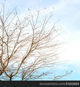 branches of willow weeping in the sky background