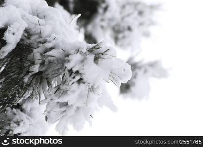 Branches of winter pine covered with snow