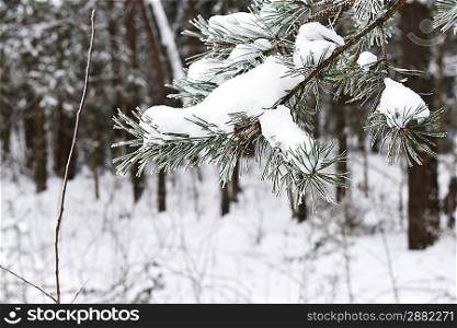 Branches of winter spruce tree covered with fluffy snow