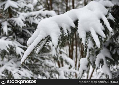 Branches of winter spruce tree covered with fluffy snow
