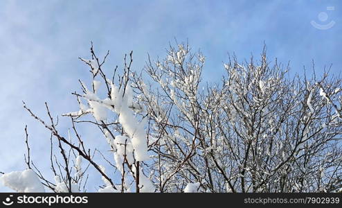 Branches of winter trees covered with snow on blue sky background