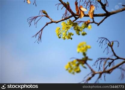 branches on a background of blue sky