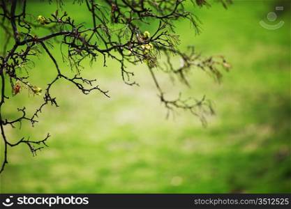 branches on a background of grass