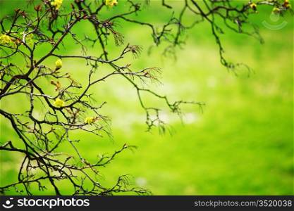 branches on a background of grass