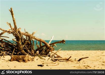 Branches tree on beach. Water horizon nobody.