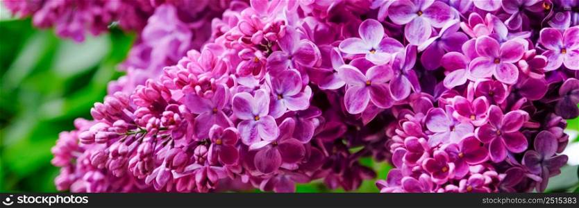 Branches with beautiful purple lilac. Long spring banner with tender bright lilac flowers.. Branches with beautiful purple lilac. Long spring banner with tender bright lilac flowers