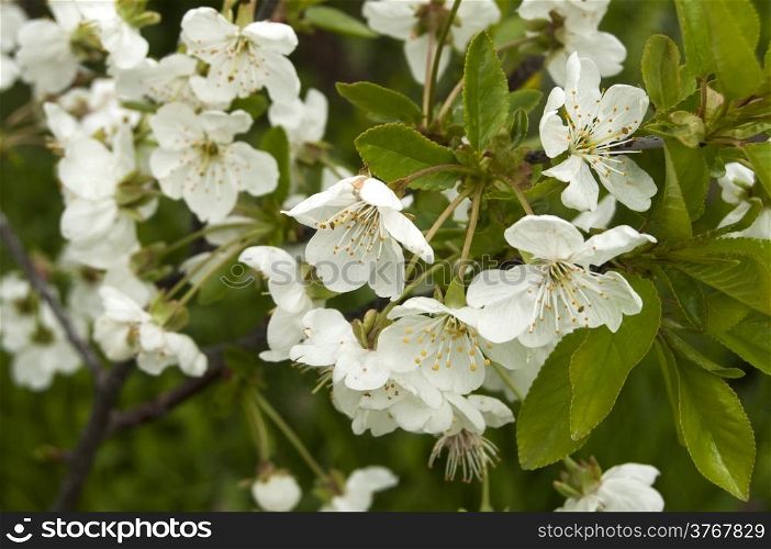 Branches with blossoms of pear tree in spring