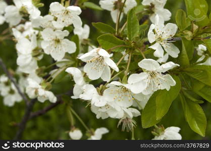 Branches with blossoms of pear tree in spring