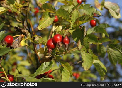 Branches with dog-rose berries in autumn. Dog rose fruits (Rosa canina). Wild rosehips in nature.