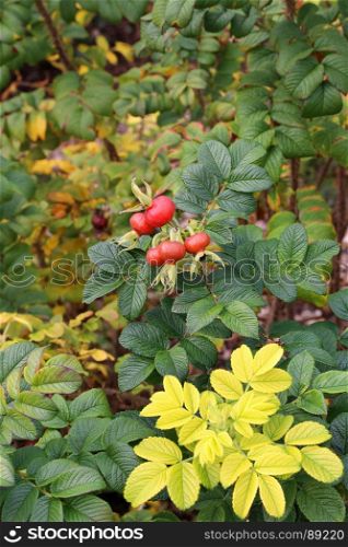 Branches with dog-rose berries in autumn. Dog rose fruits (Rosa canina). Wild rosehips in nature.