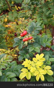 Branches with dog-rose berries in autumn. Dog rose fruits (Rosa canina). Wild rosehips in nature.