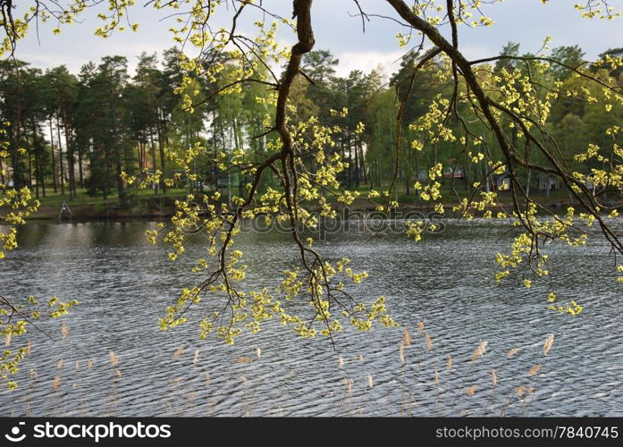 Branches with fresh leaves by lake side