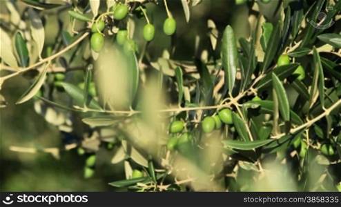 Branches with green olive fruits, rack focus