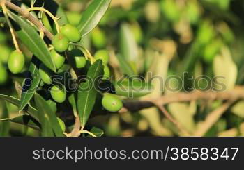 Branches with green olive fruits, tilt