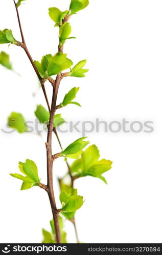 Branches with green spring leaves