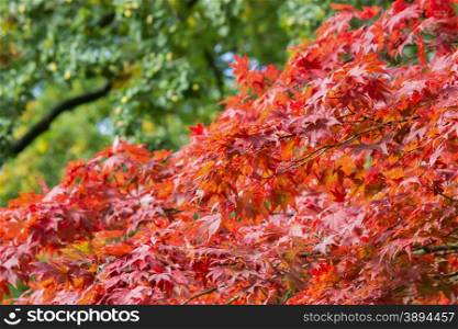 Branches with leaves in red autumn color with green background