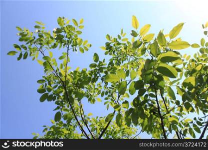 branches with leaves of walnut in the spring