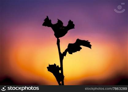 Branches with leaves on the background of red sunset