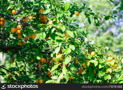 Branches with orange cherry plum fruit