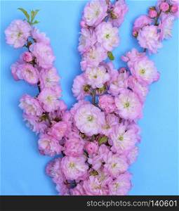 branches with pink flowers Louiseania triloba on a blue background, close up